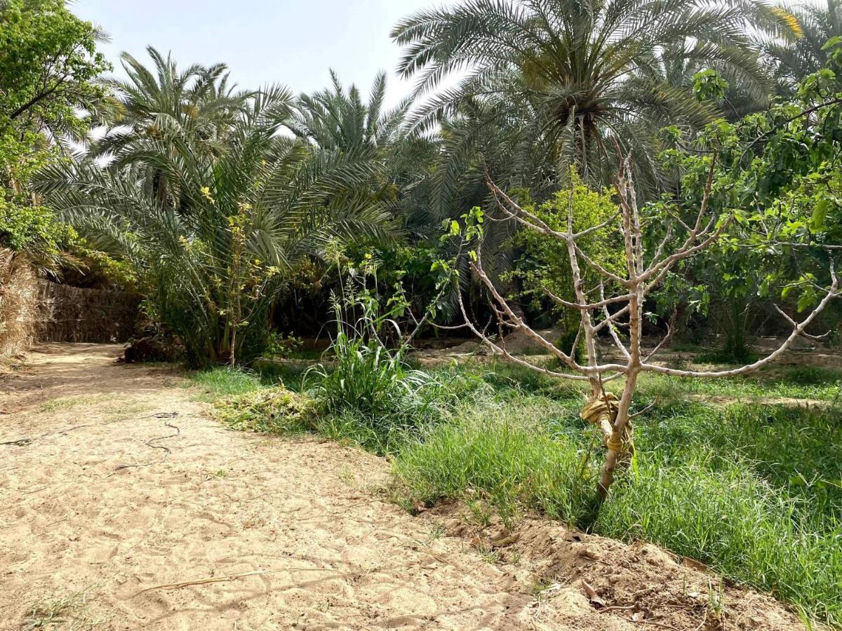Forest Camp Siwa - كامب الغابة Siwa Oasis Dış mekan fotoğraf