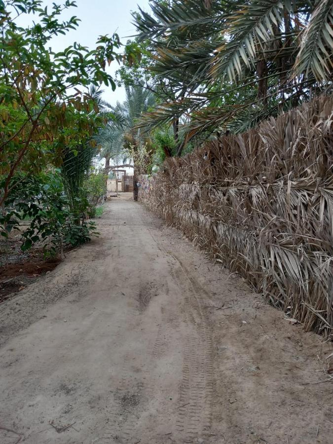 Forest Camp Siwa - كامب الغابة Siwa Oasis Dış mekan fotoğraf