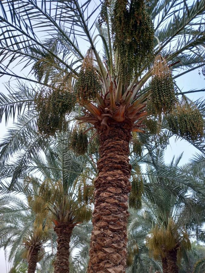 Forest Camp Siwa - كامب الغابة Siwa Oasis Dış mekan fotoğraf