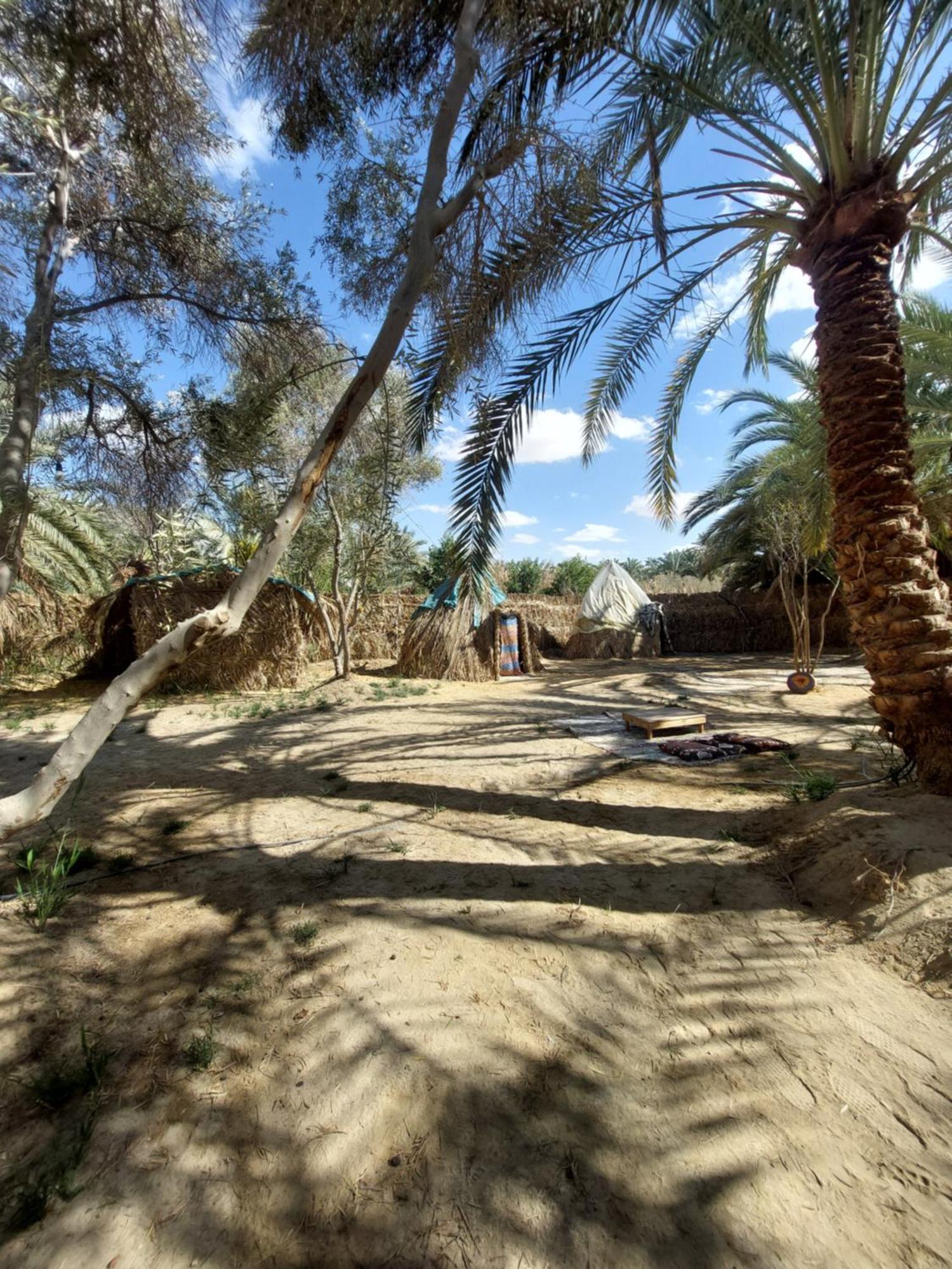 Forest Camp Siwa - كامب الغابة Siwa Oasis Dış mekan fotoğraf