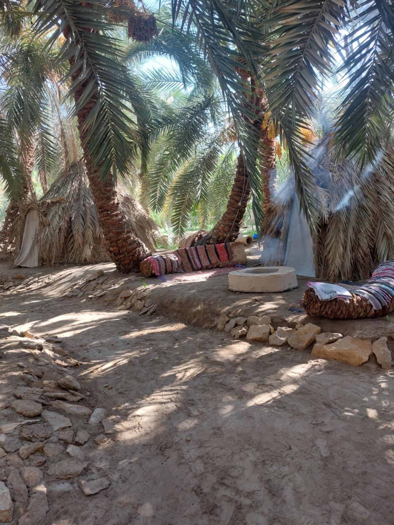 Forest Camp Siwa - كامب الغابة Siwa Oasis Dış mekan fotoğraf