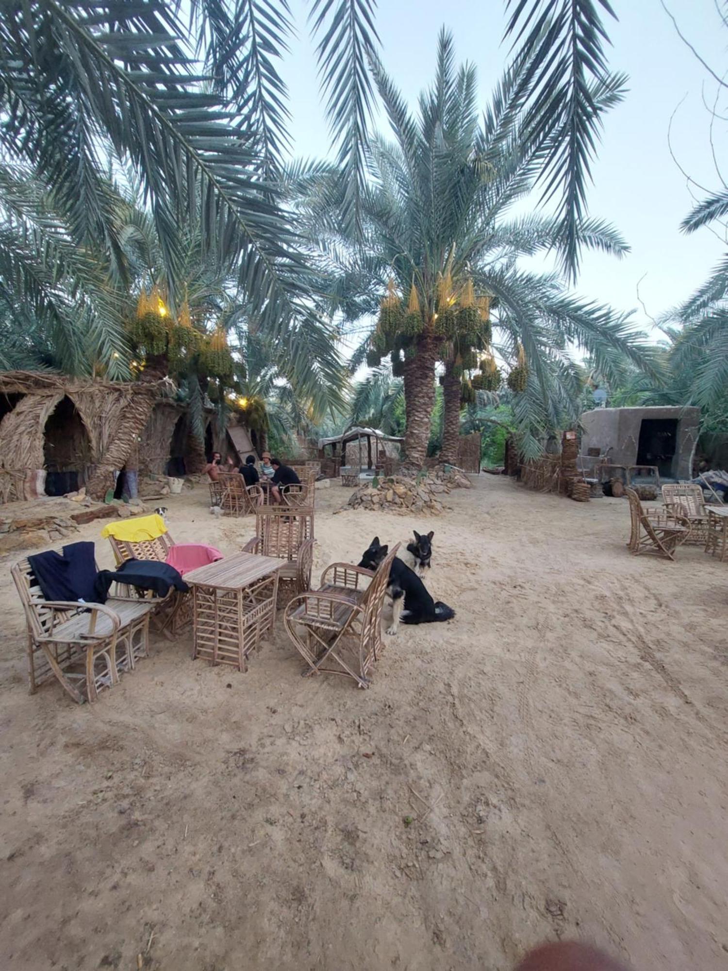 Forest Camp Siwa - كامب الغابة Siwa Oasis Dış mekan fotoğraf