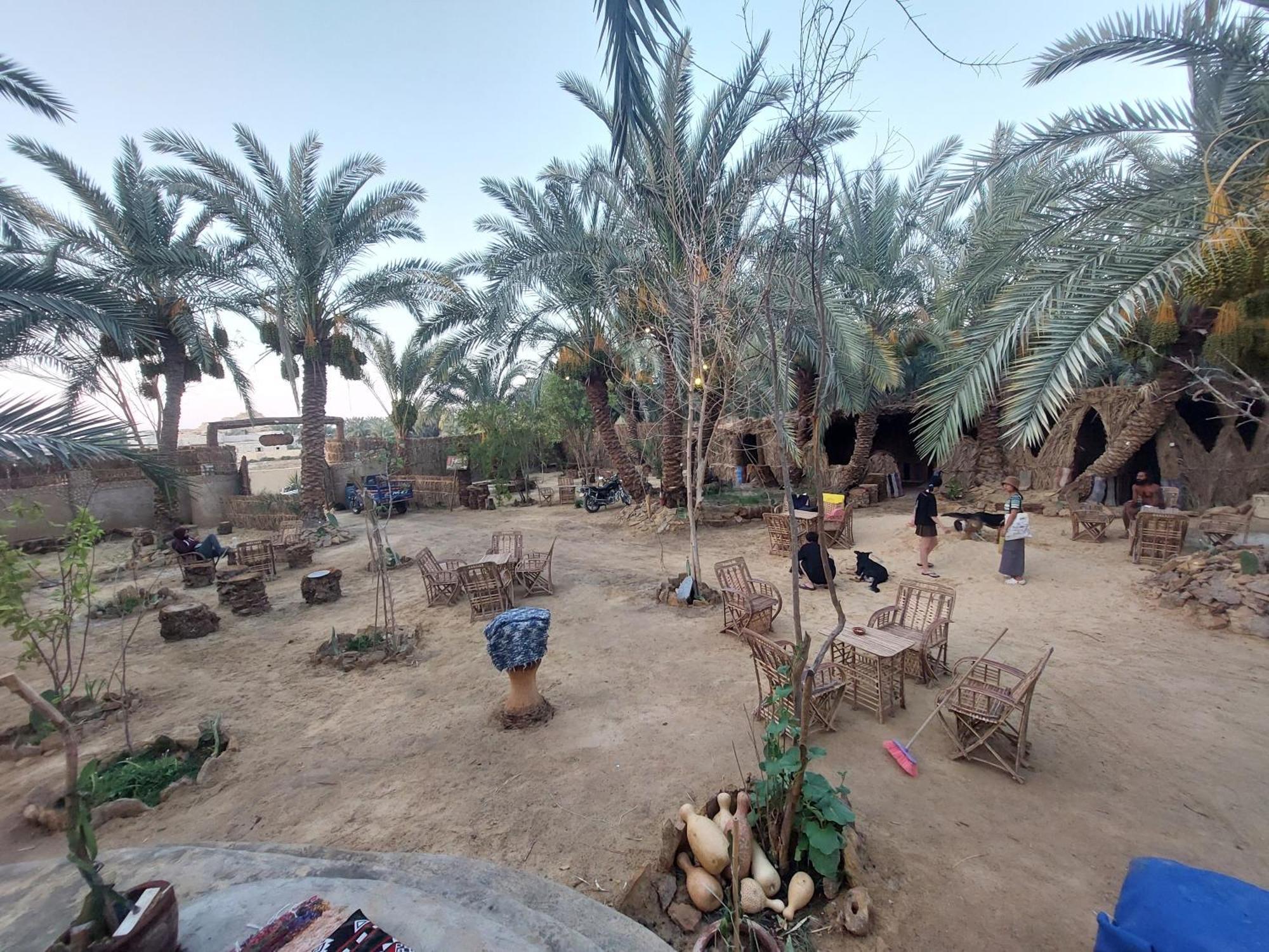 Forest Camp Siwa - كامب الغابة Siwa Oasis Dış mekan fotoğraf