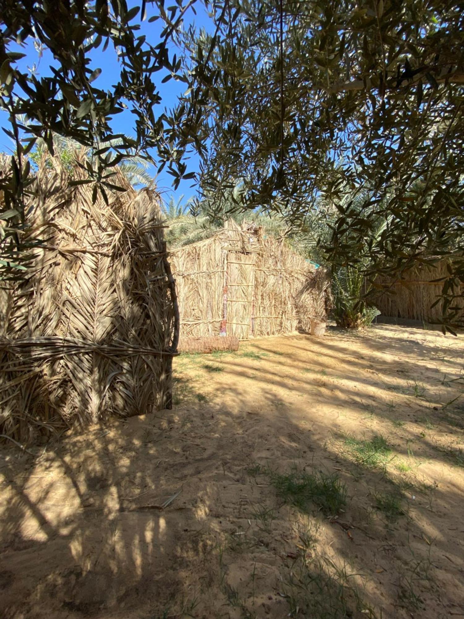 Forest Camp Siwa - كامب الغابة Siwa Oasis Dış mekan fotoğraf